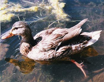 Duck at Bismarck Lake