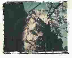 Tree w/leaves polaroid transfer